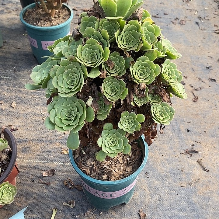 绿羊绒105多肉植物法师法师