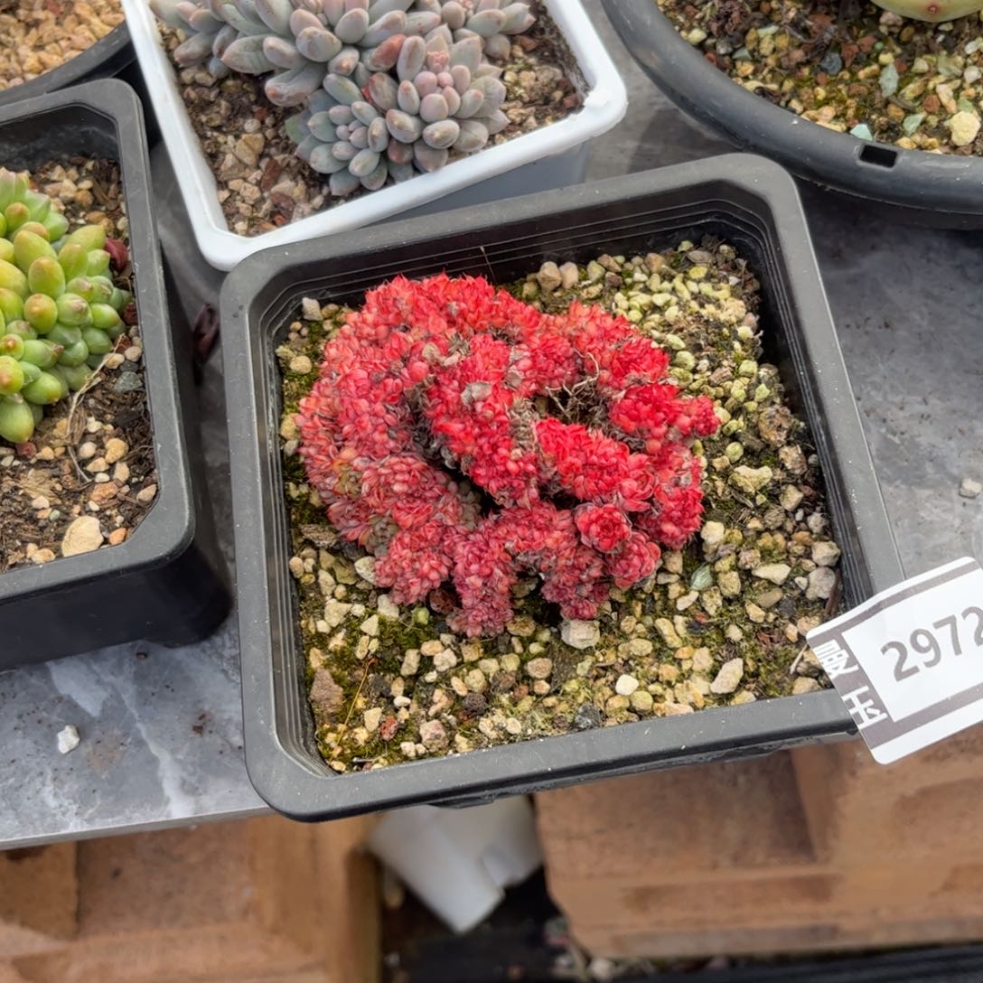 粉姬莲缀多肉植物2972