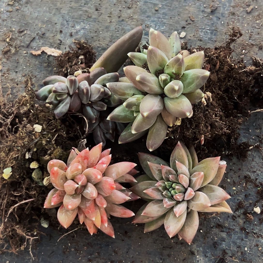 桔云多肉美人精品系列