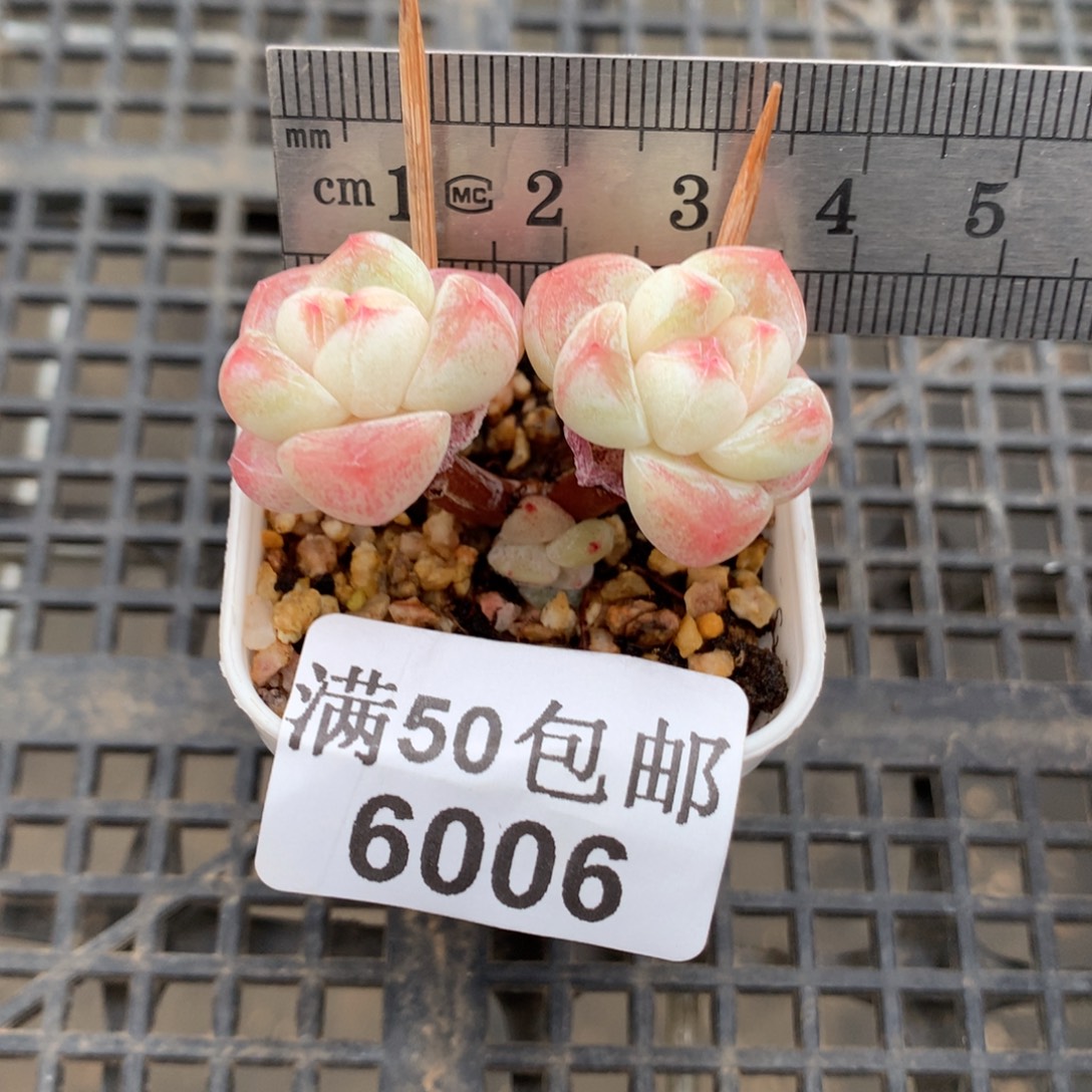 006。小腿冰玉白底三头。