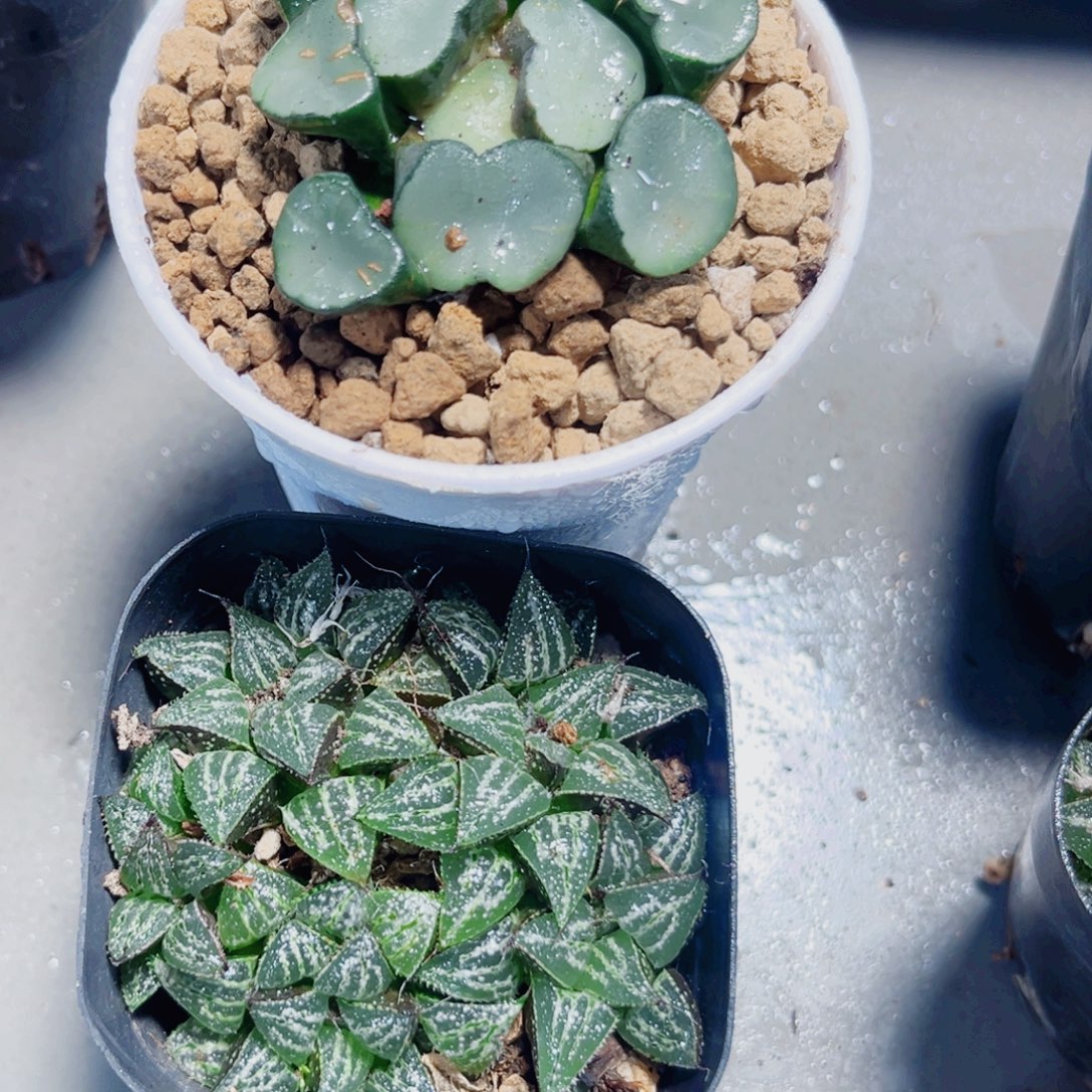 空门万象河雪景色多肉植物