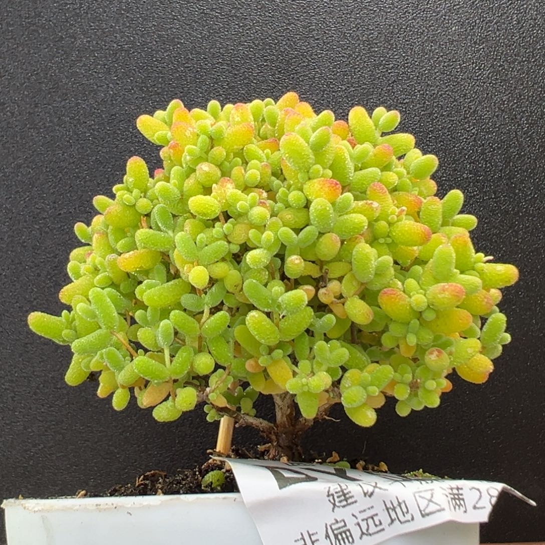 漏背dy5669直杆小树型蜜橘糖球冠幅6cm