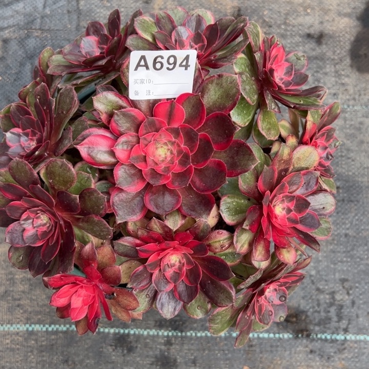 694黑魔锦22厘米左右