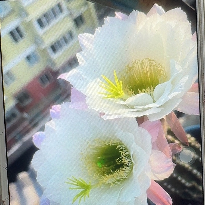 无暇根高11公分毛花柱