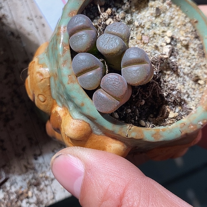 福利一颗黑玫瑰风铃。  