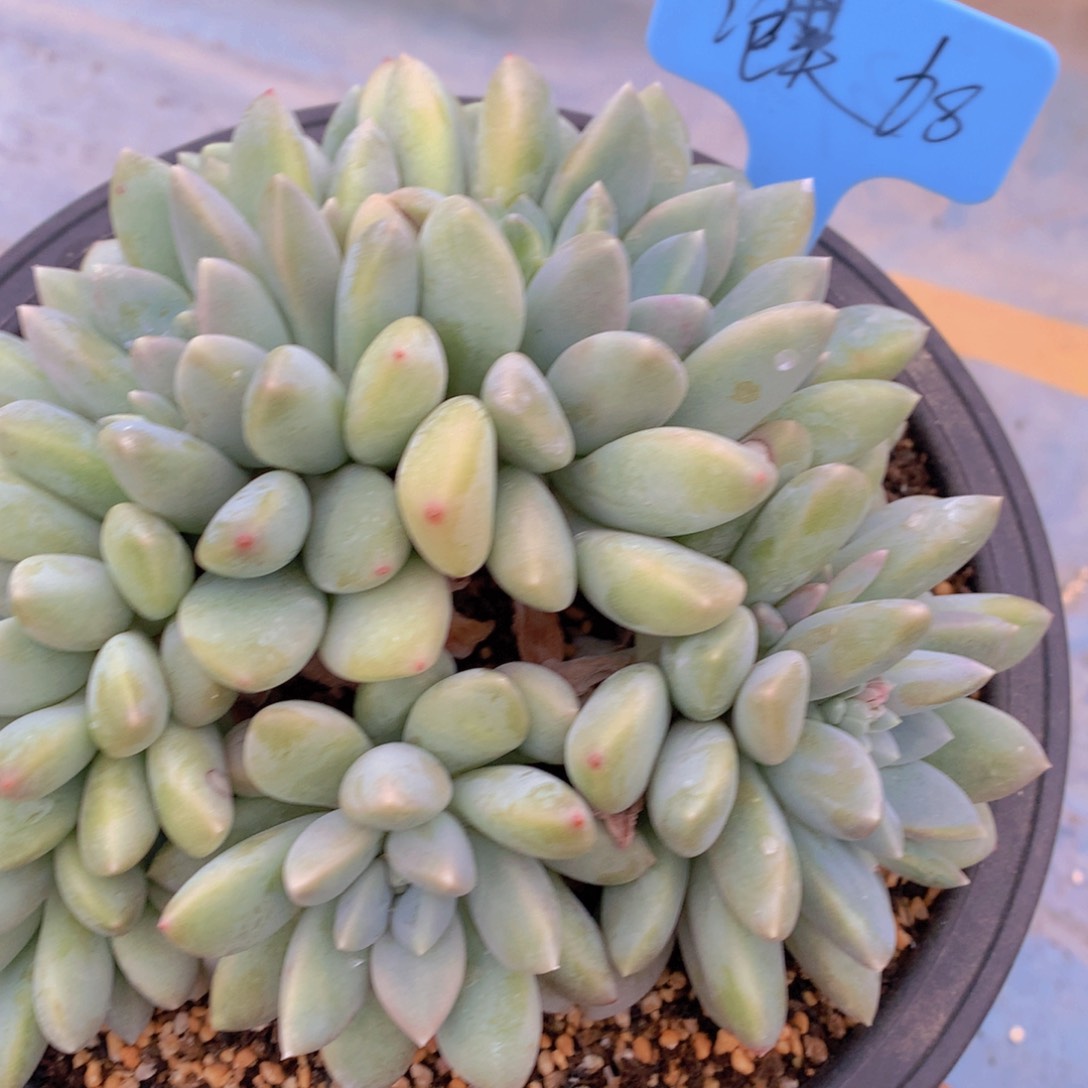 我家的小姐姐们都是我的小可爱们