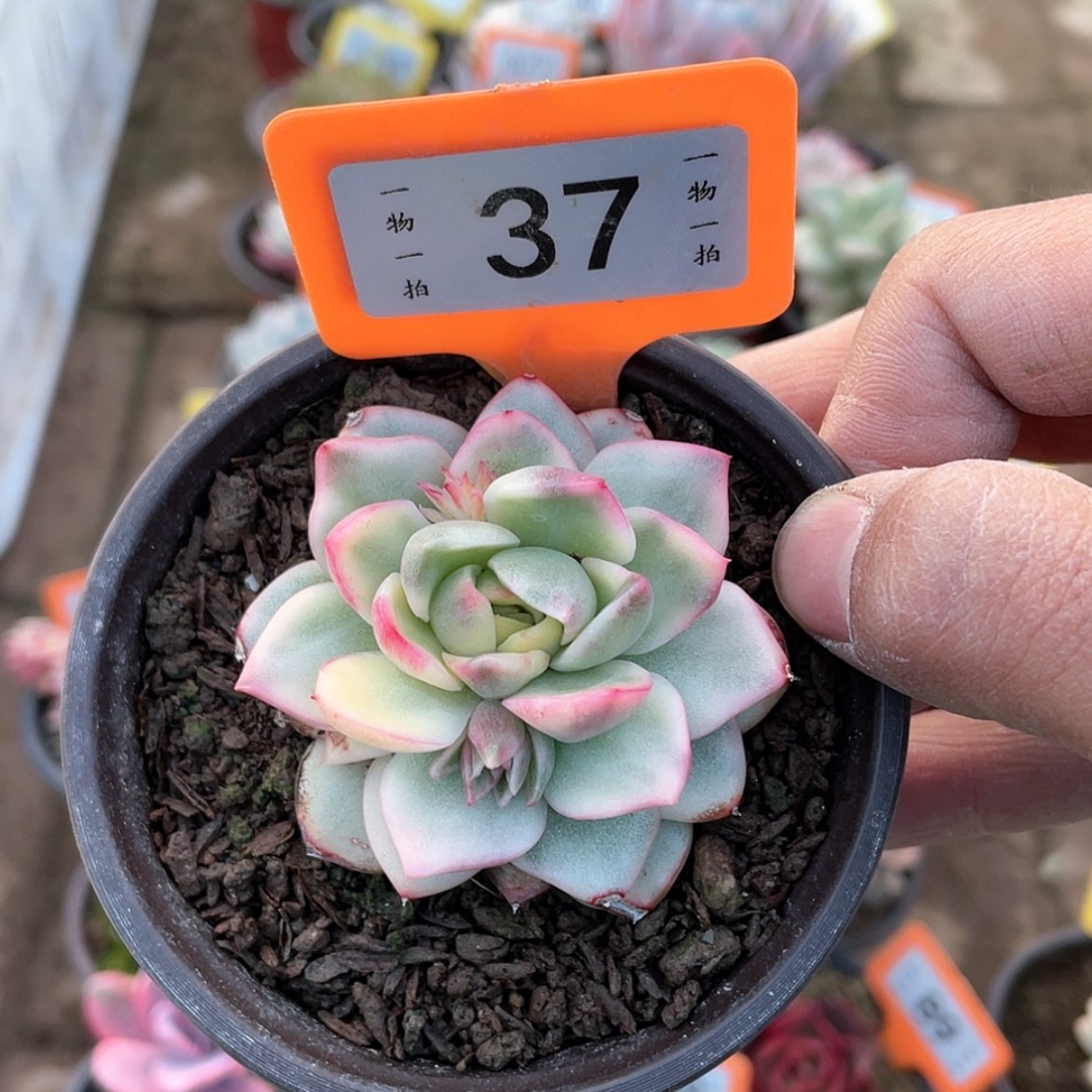 【闪购商品】37号多肉