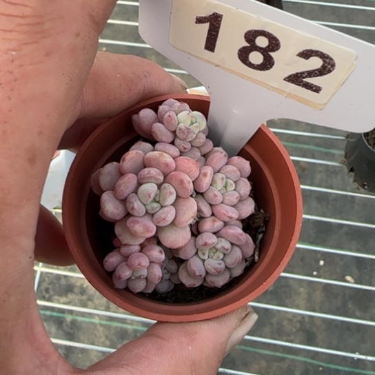 182萌豆一物一拍多肉