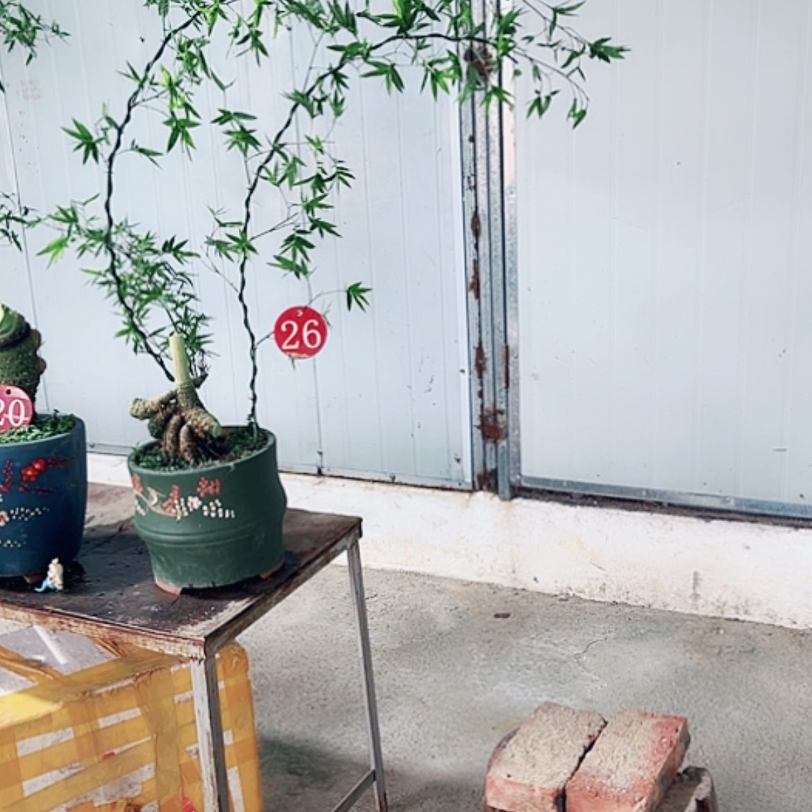 【闪购商品】完全开放天***⿻