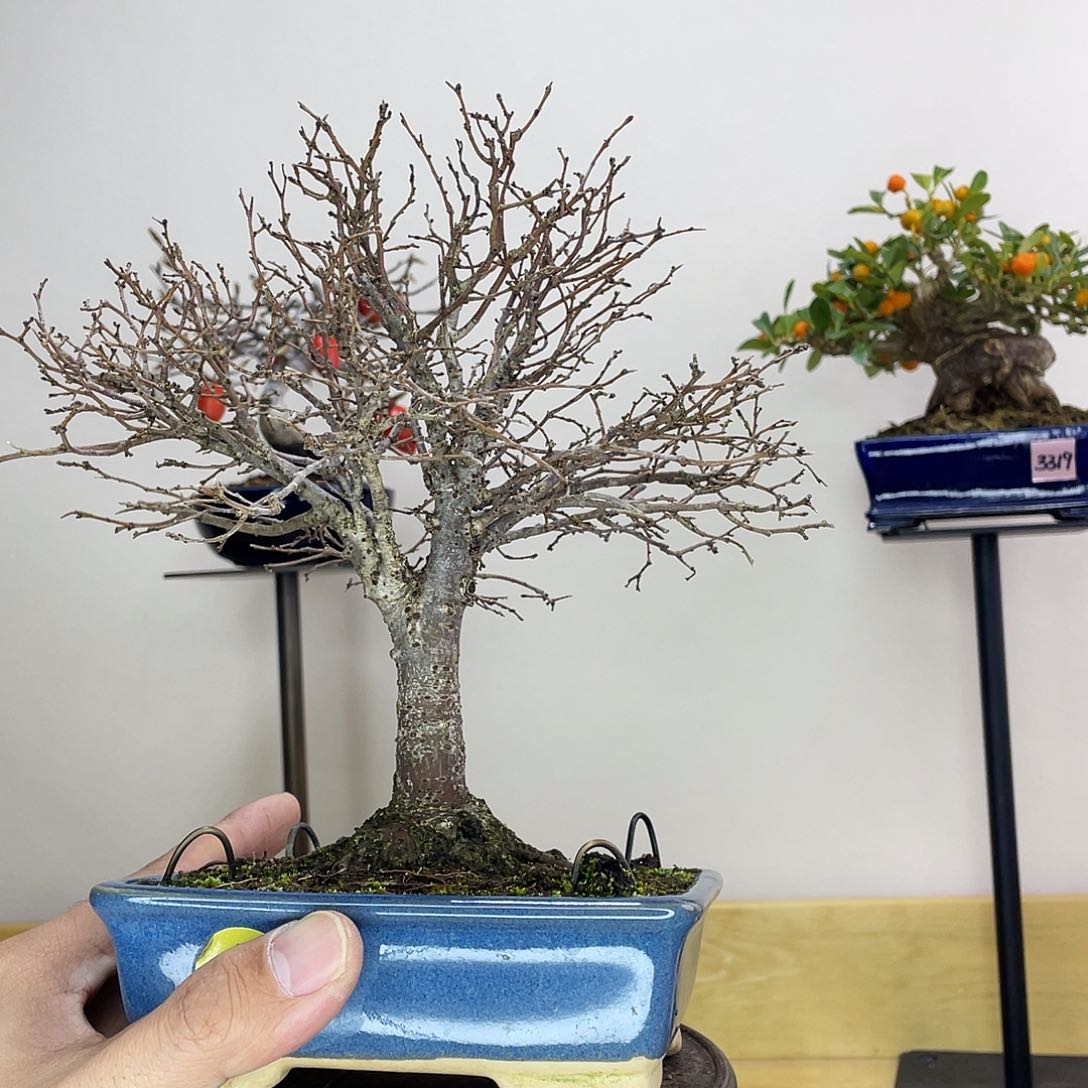 木本榉树盆景盆栽