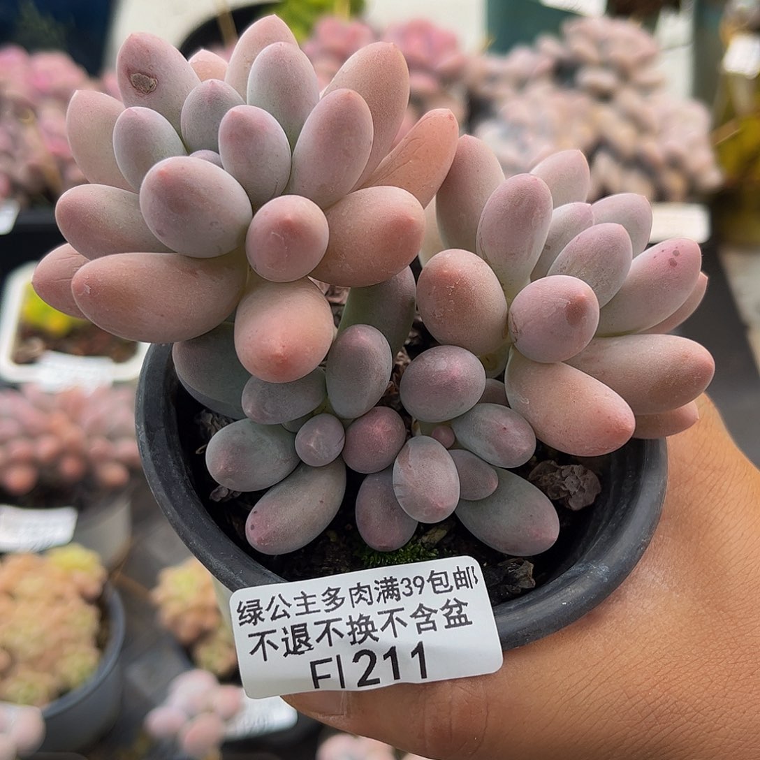 211汤圆10cm多肉双头