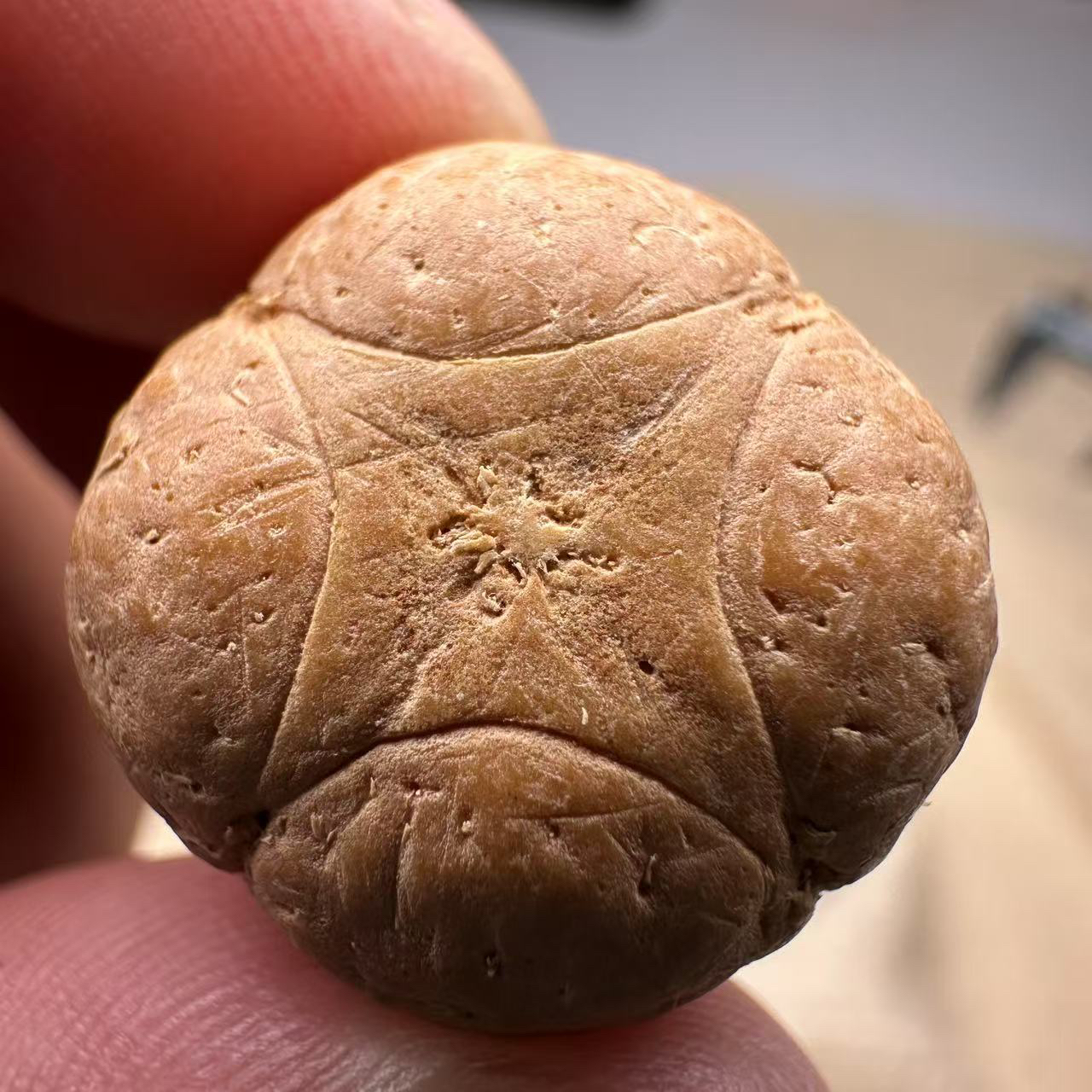 尼泊尔麒麟眼菩提，尺寸22，厚度15，s系列