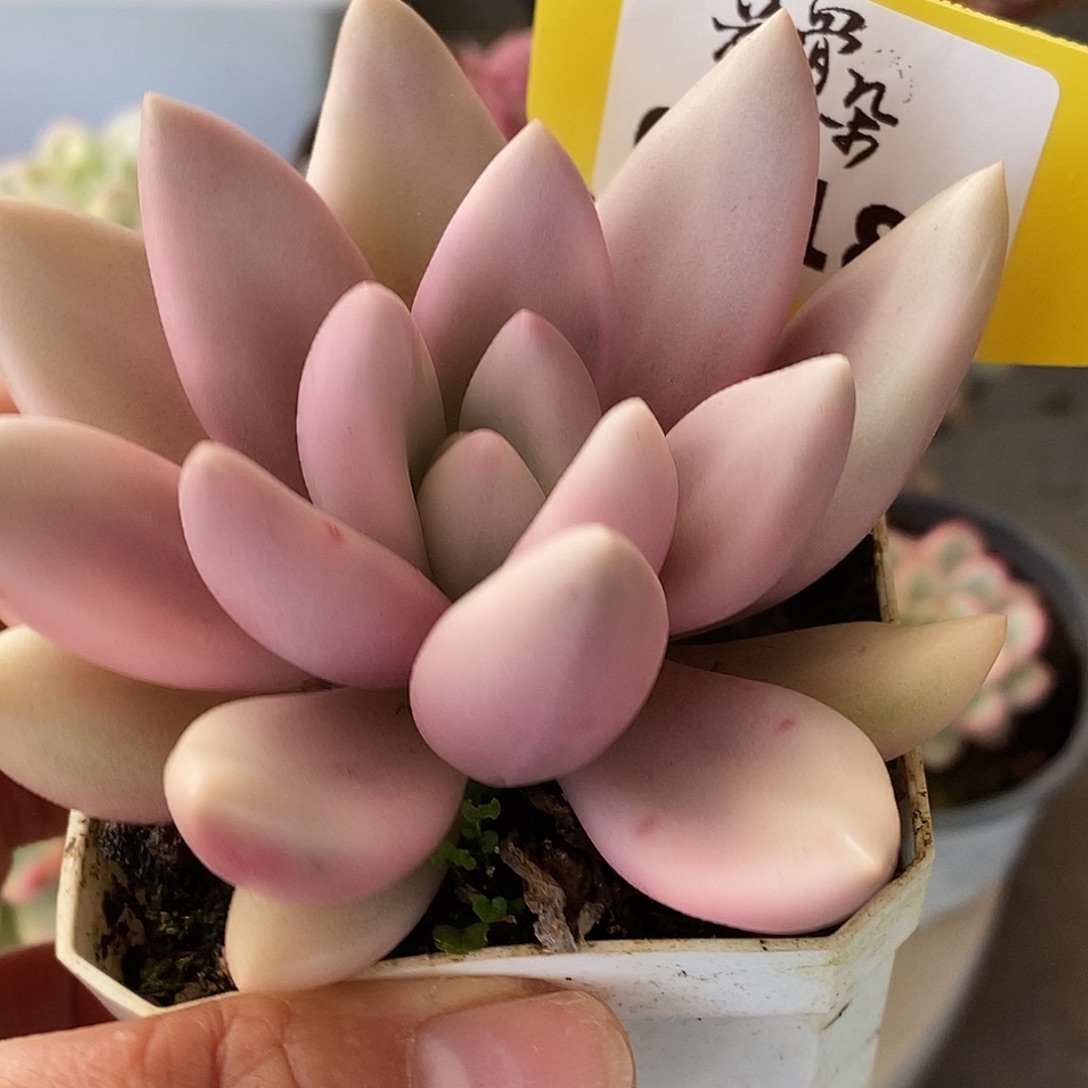 718桃花源哈哈哈哈哈哈