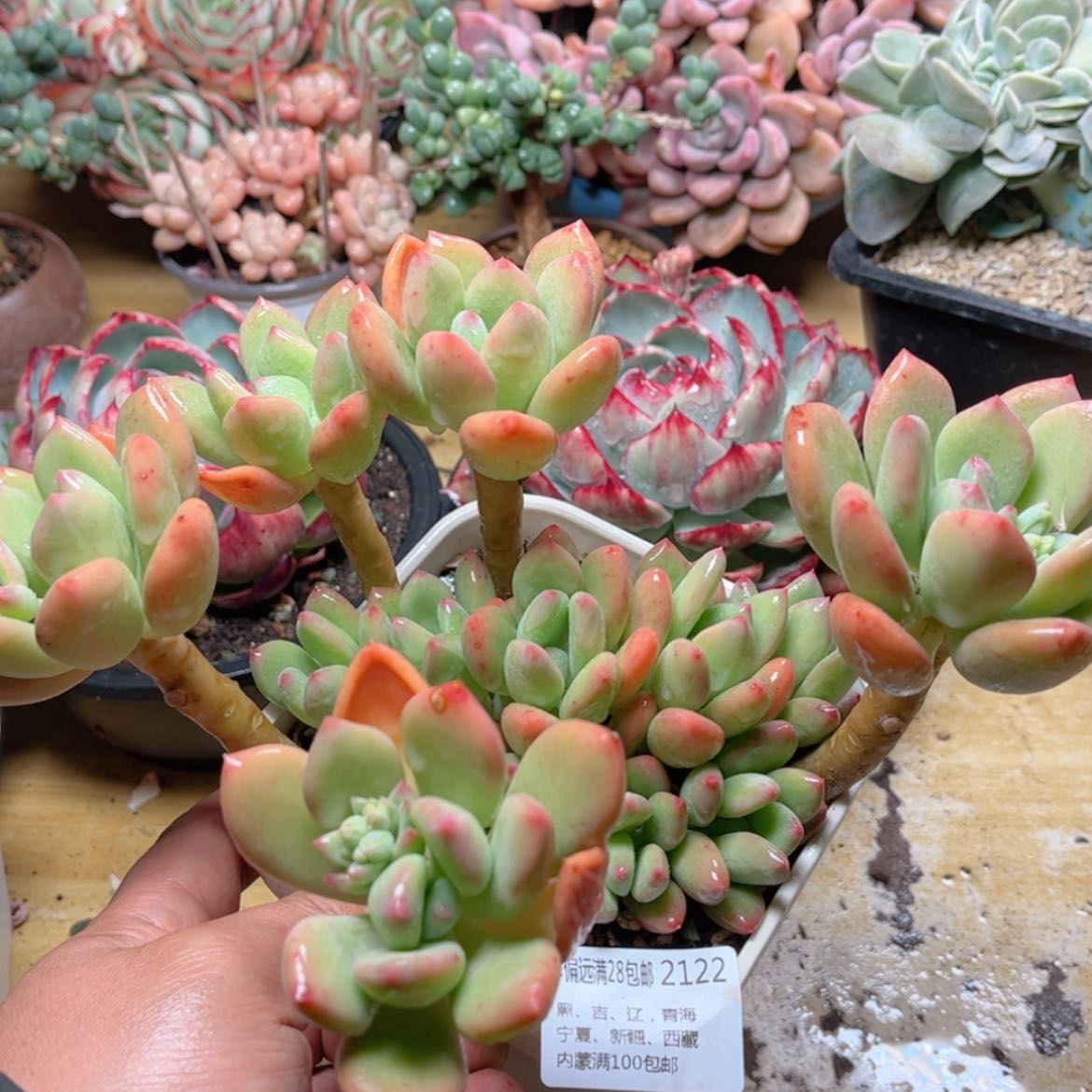 【闪购商品】2122倾心美人