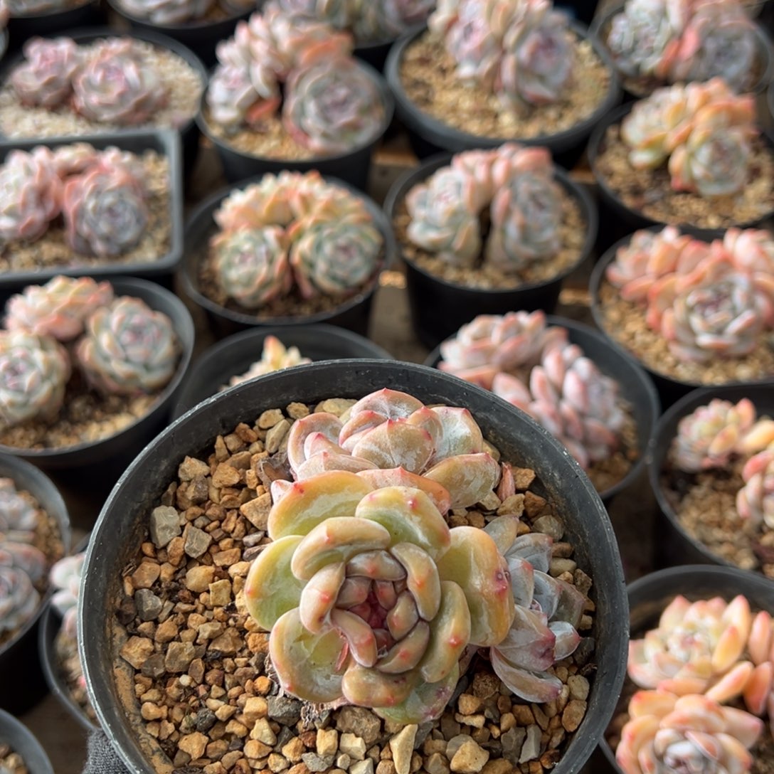 三头长腿粗胳膊哈哈
