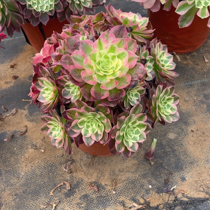 753海仙法师多肉断枝不售后