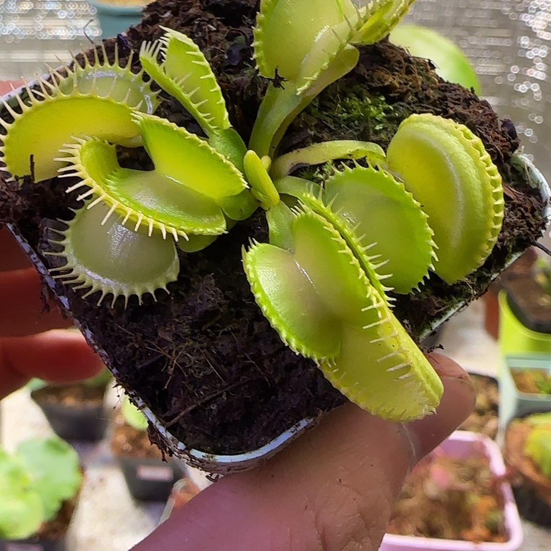 无花朵专拍捕蝇草