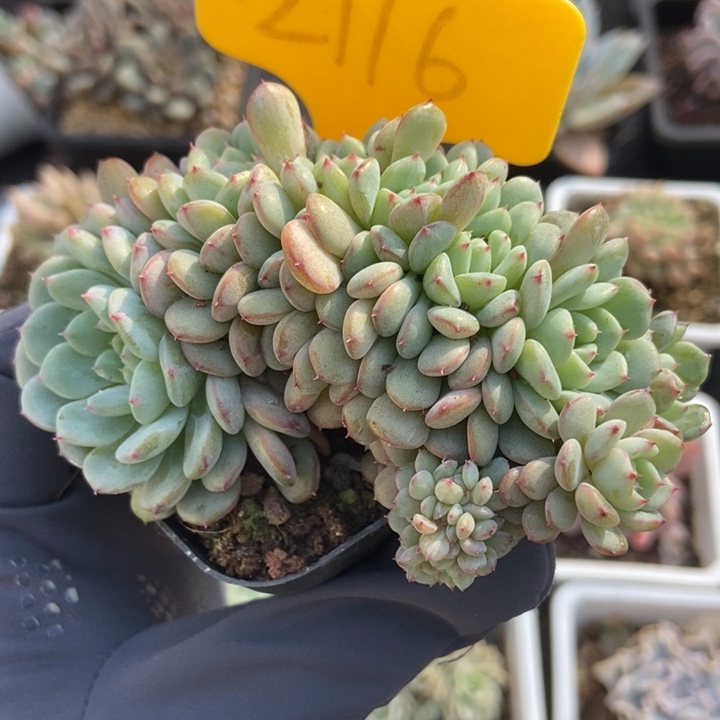 2116白胖子多肉植物保护