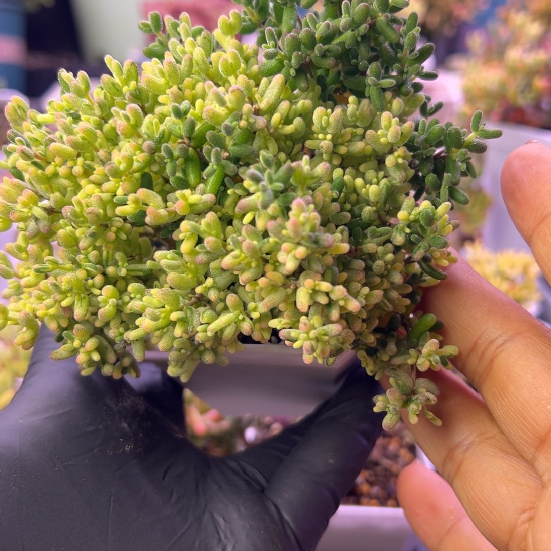 A***y多肉枝干米粒锦三色