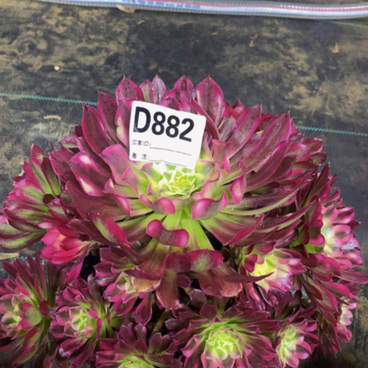 【闪购商品】美杜莎882