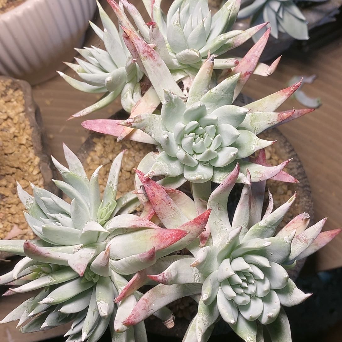 【闪购商品】哈哈哈雪奴多肉2206