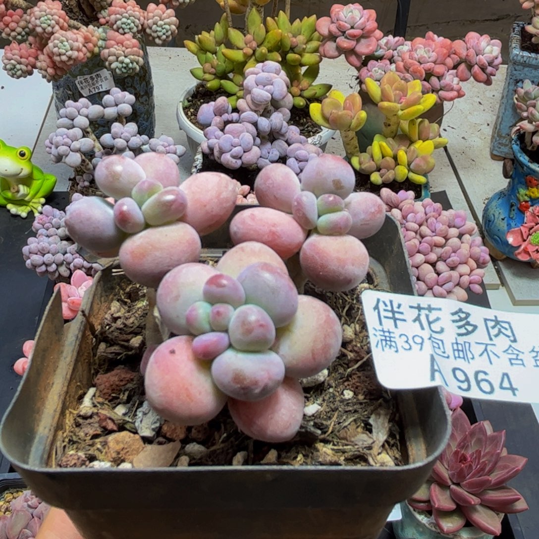 964苹果奶5cm多肉植物