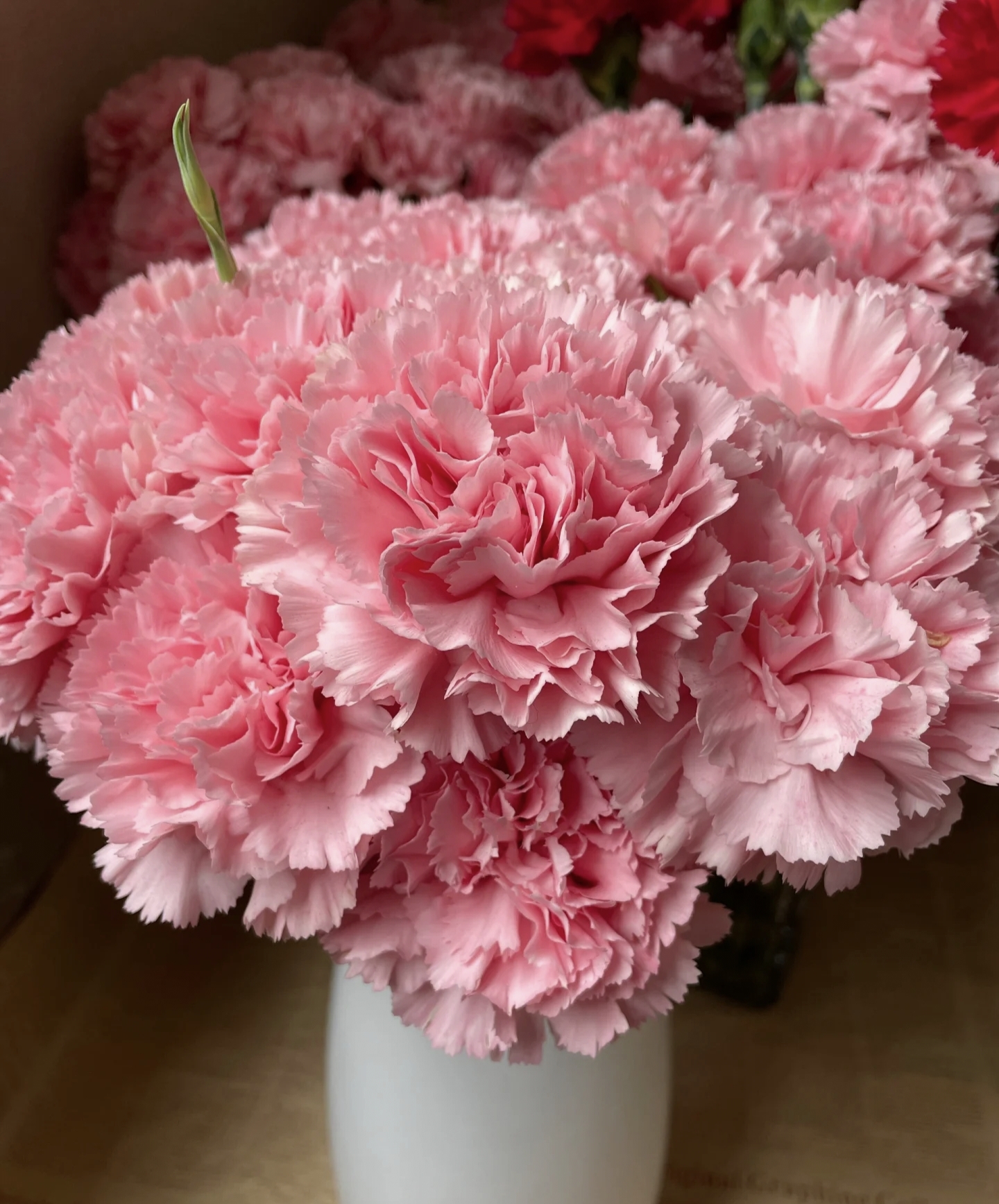 云南鲜花 粉钻单头康乃馨 q