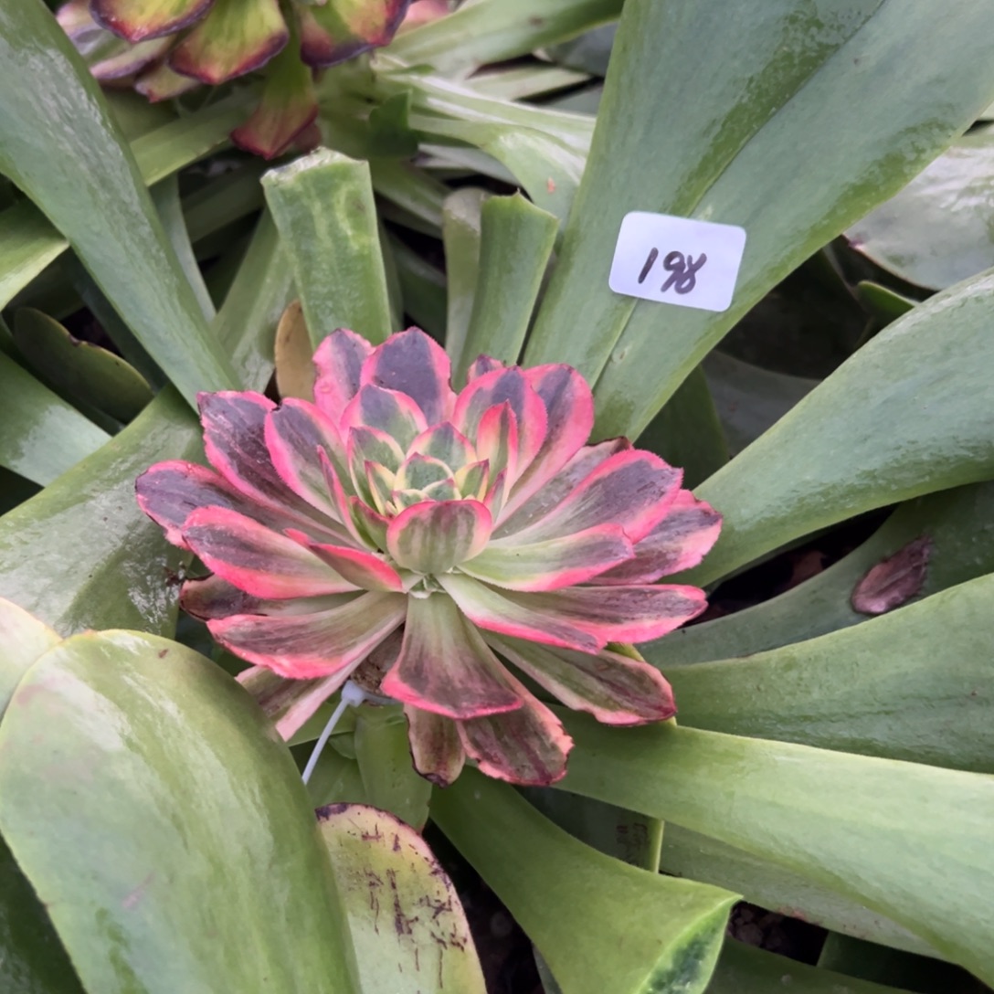 198唐三彩嫁接多肉系