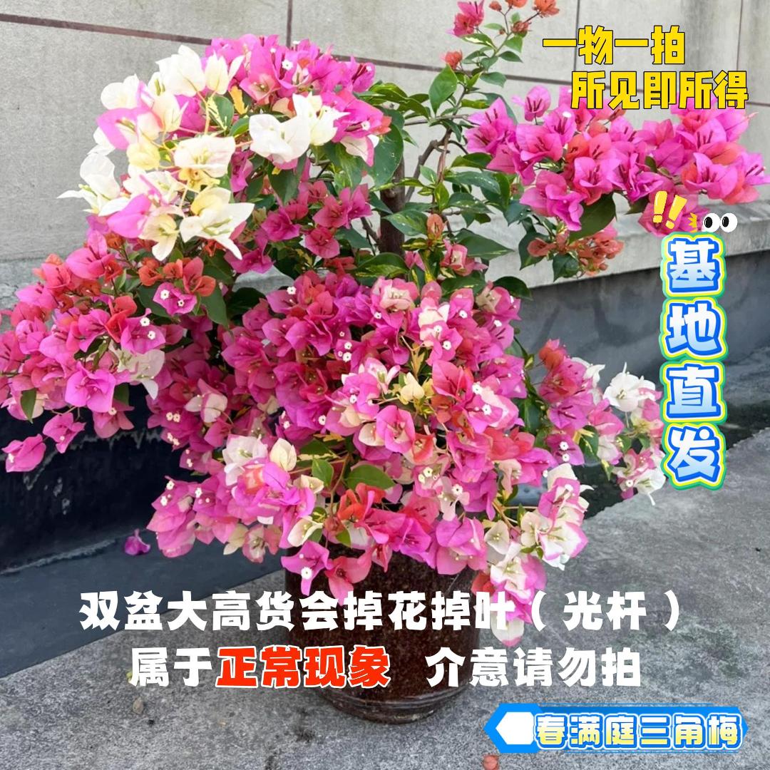 春满庭 【23单盆一物一拍会掉花落叶会成光杆介意勿拍】勤花三角梅