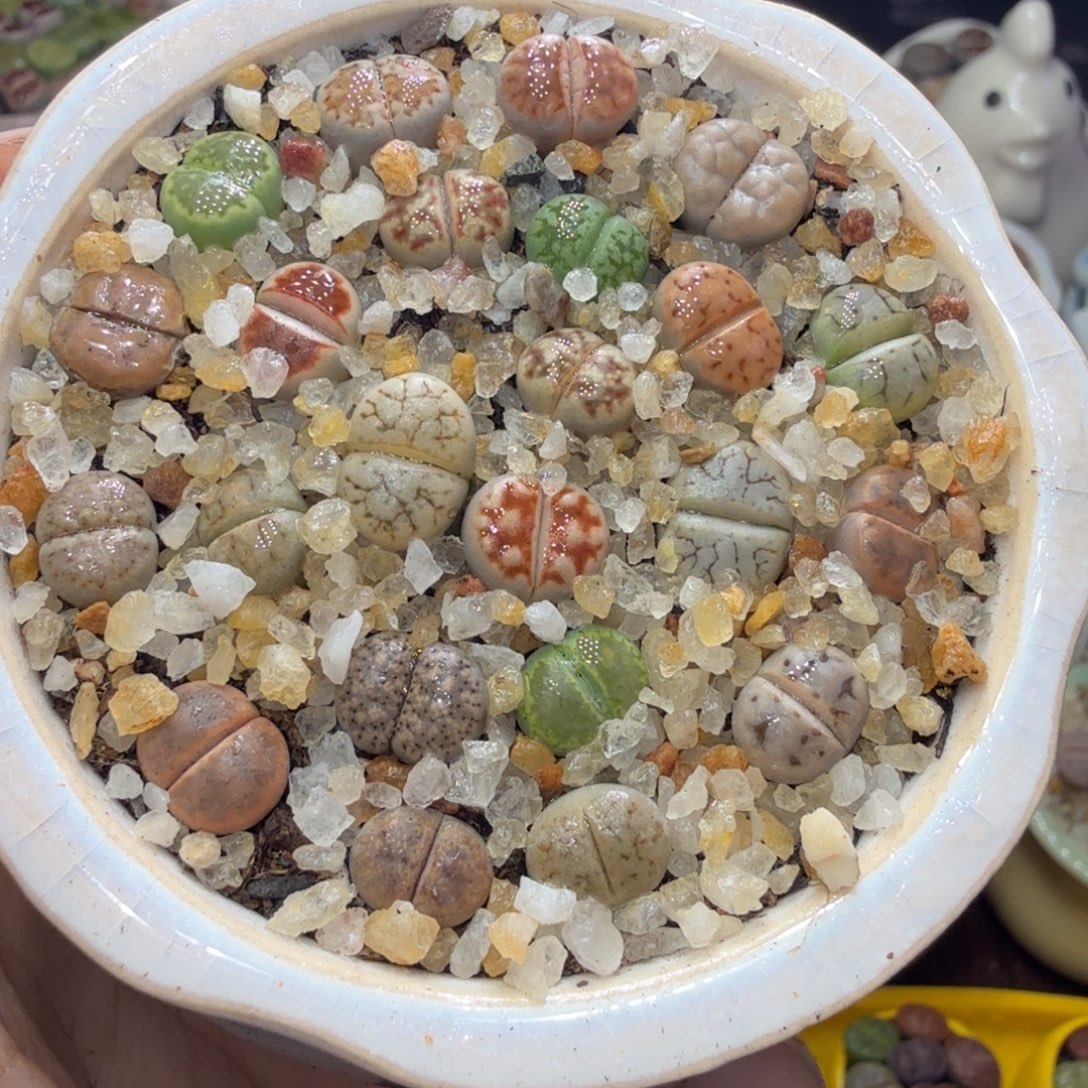 开播福利冲冲冲556