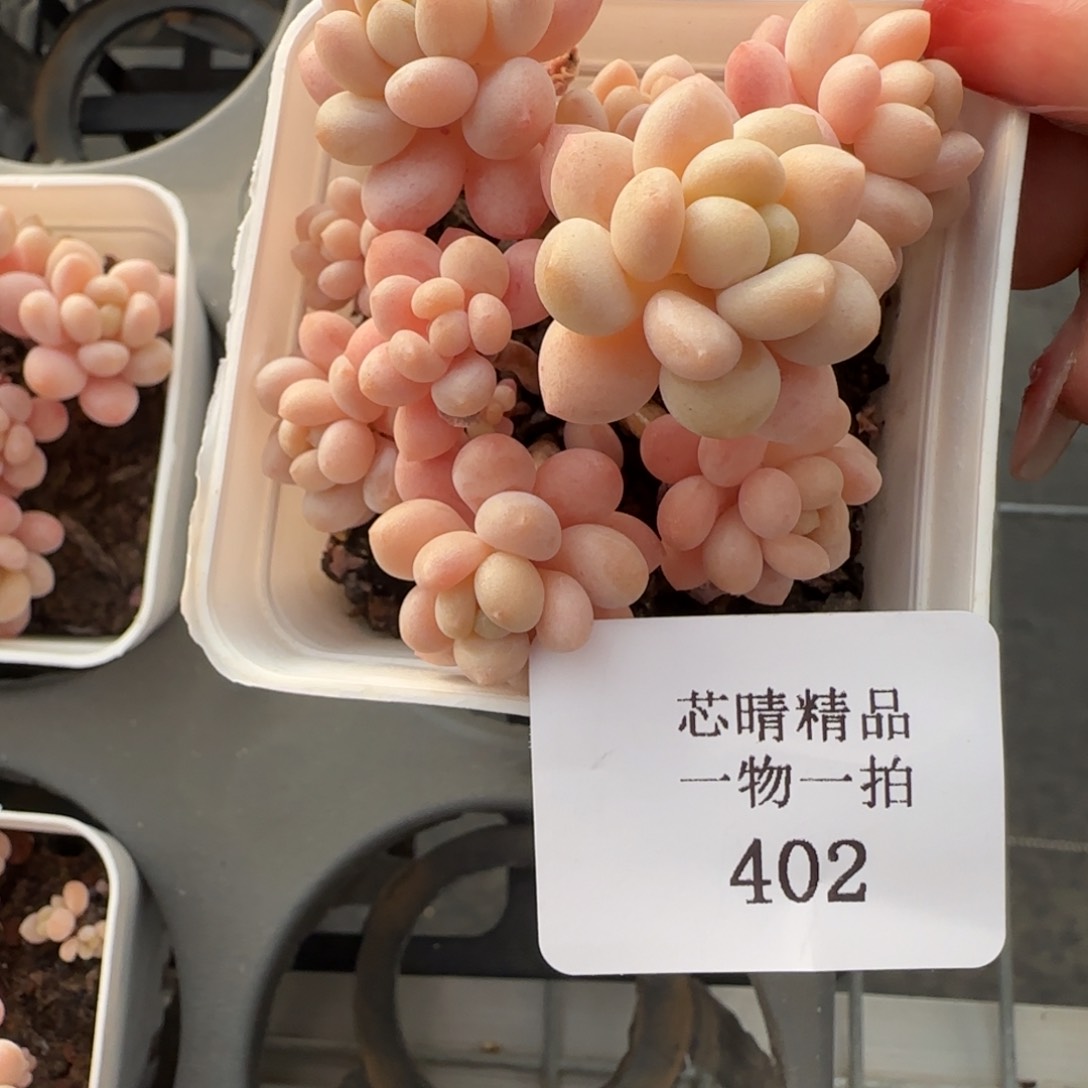 闪购精品多肉402号