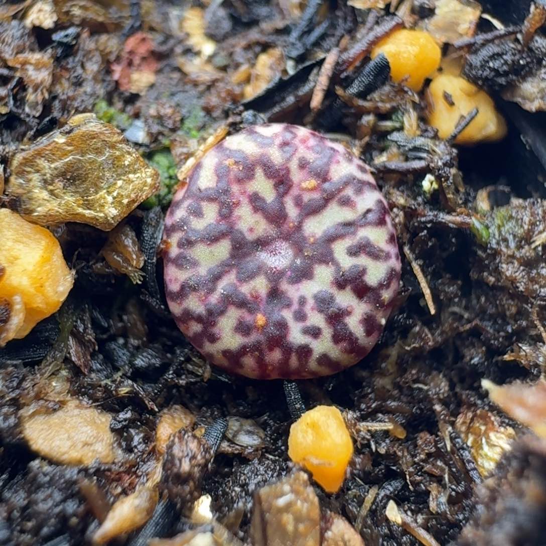 115安贞脱土发货000000