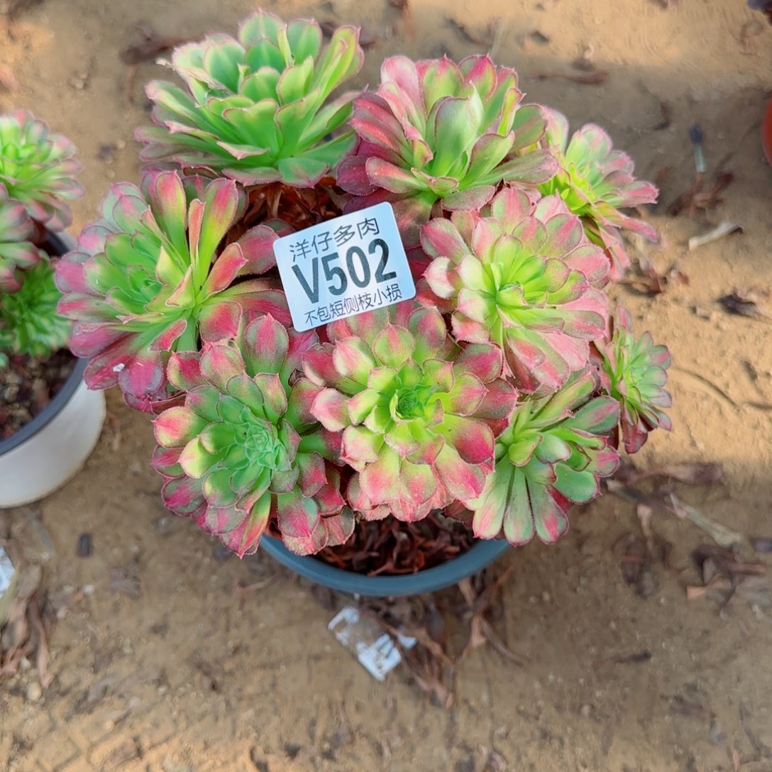 红颜发师502冠幅20