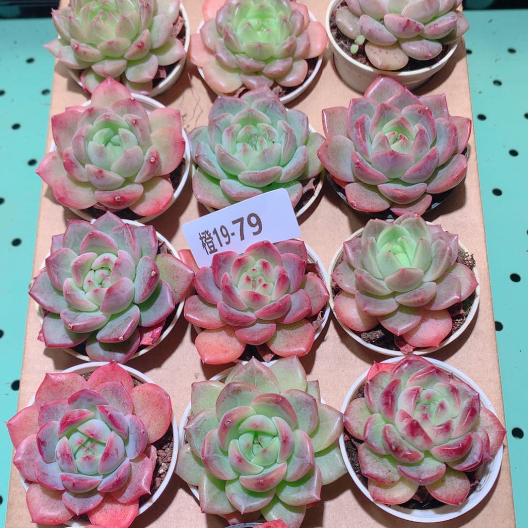 19-79一物一拍多肉带盆18颗
