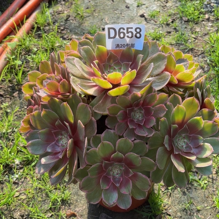 瑞妈多肉植物658.莲花座