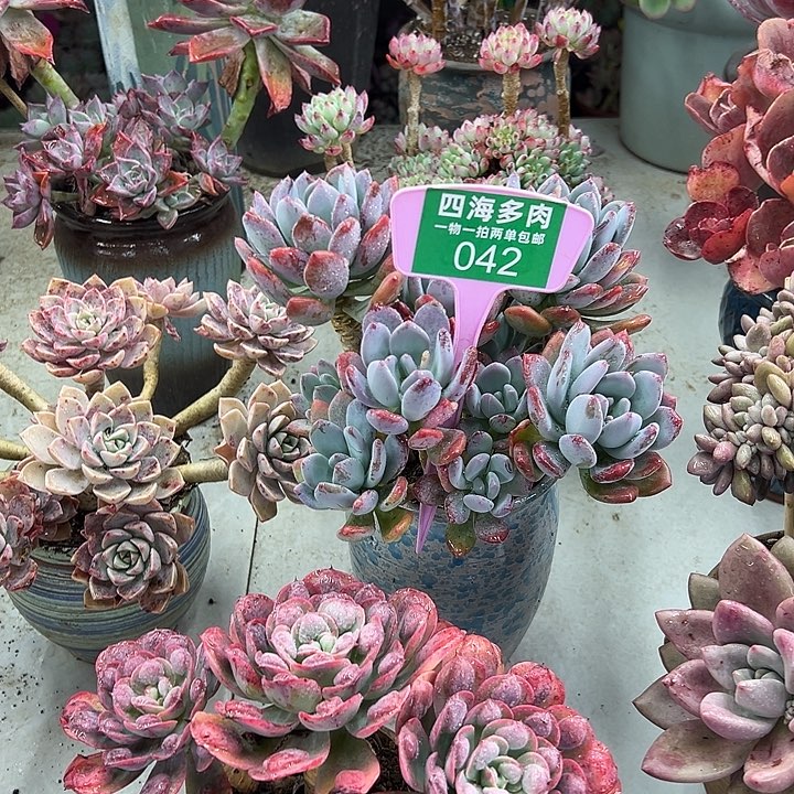 @****灰姑娘多肉植物们042