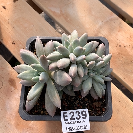 黄胖体哥特缀化239 