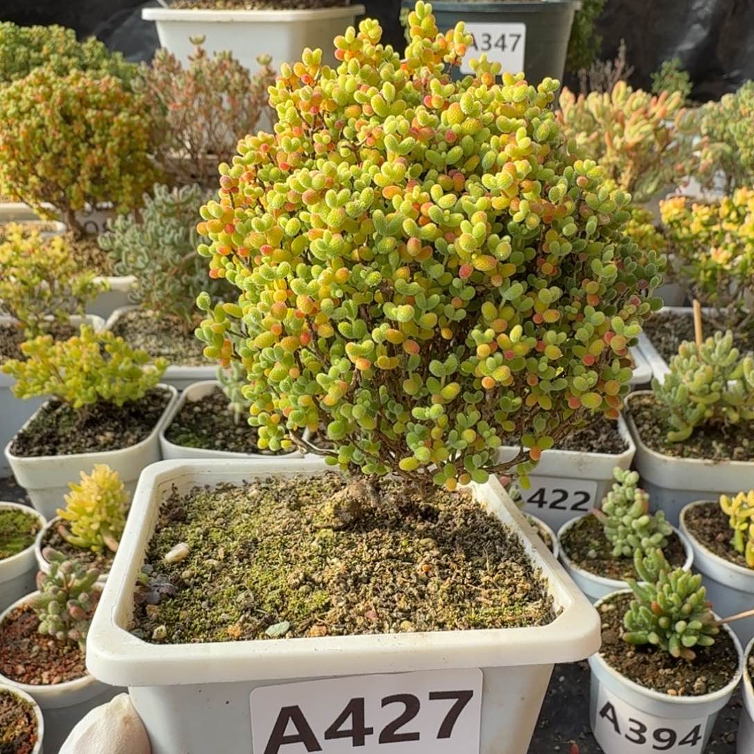 A427圣诞树精控蜜橘糖球