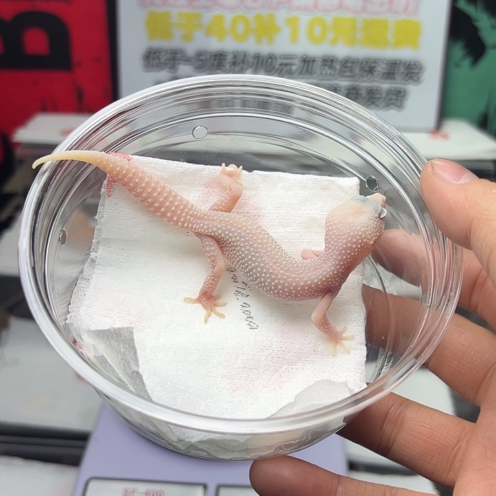 豹纹守宫恶魔白酒妹妹V186