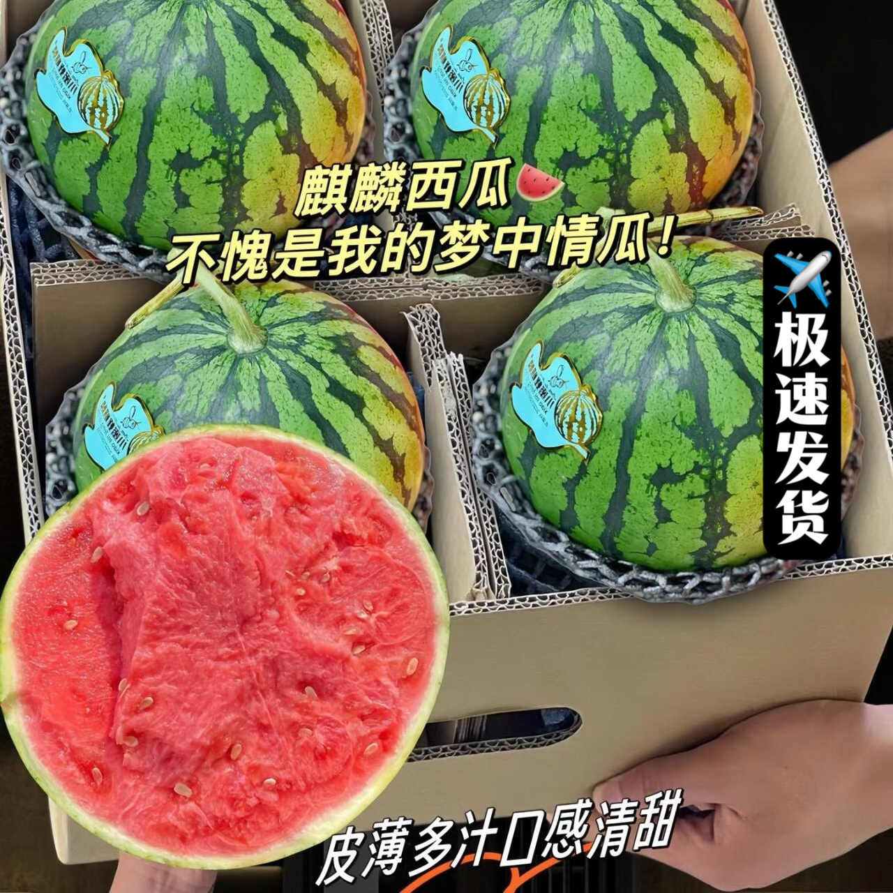 （顺丰包邮）新鲜现摘麒麟西瓜爆甜多汁粉瓤8424清甜可口坏果包赔