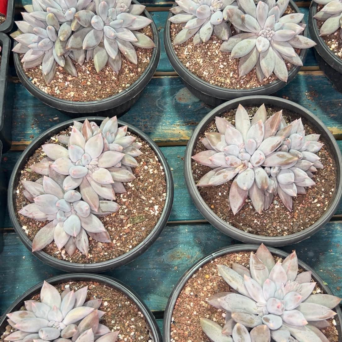 从前慢花园多肉精选编号1.2哥特萝莉