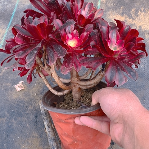199美杜莎多肉植物