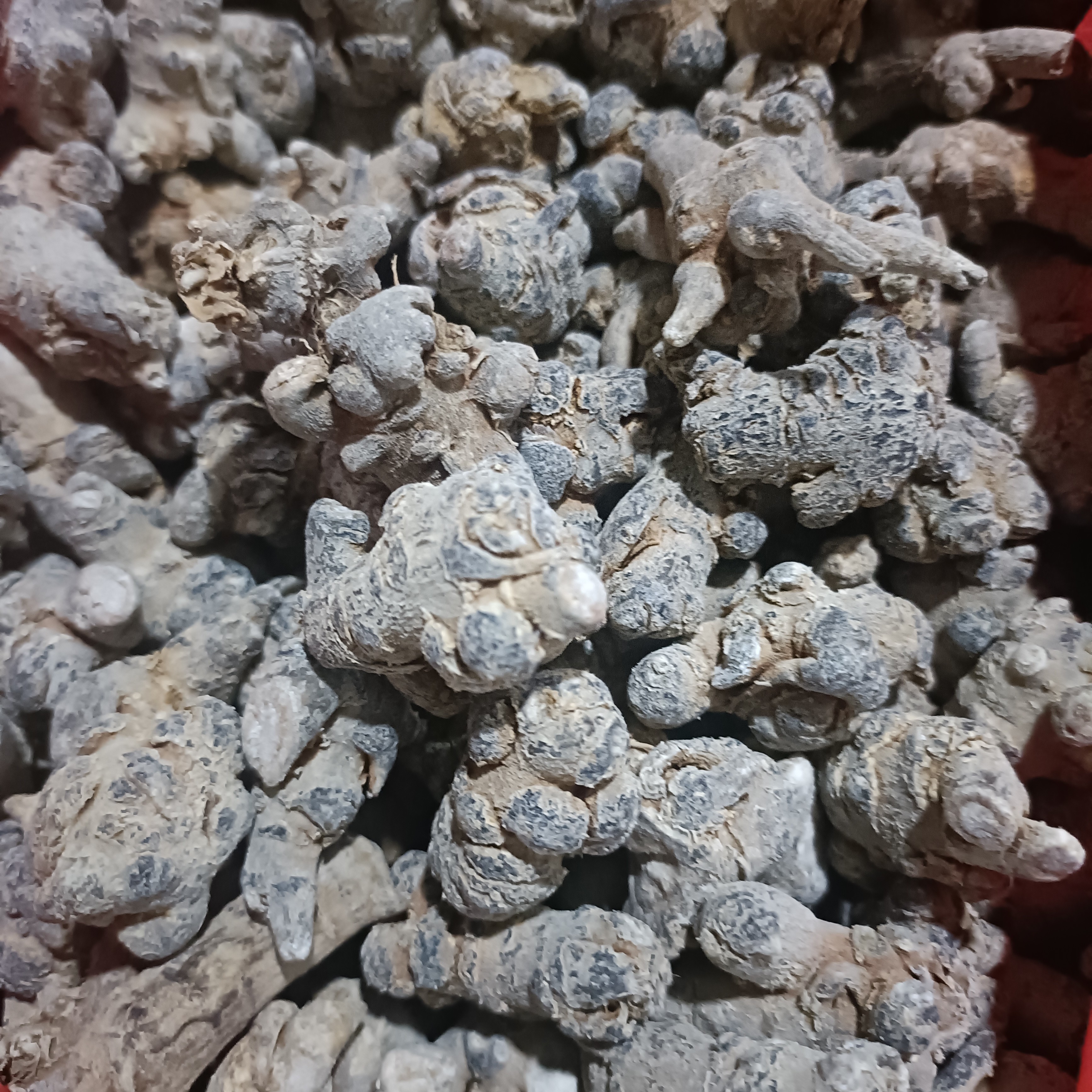 【云南土特产】滑头三七