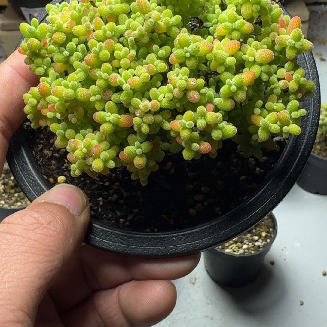 蜜橘 多肉植物枝干番杏