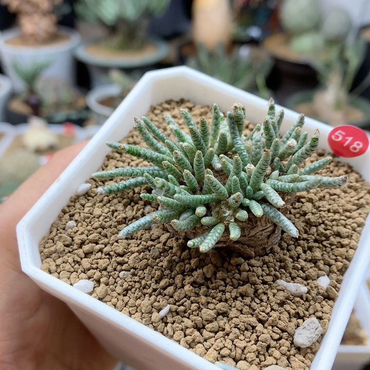 红花韧锦母本3.1cm带盆518