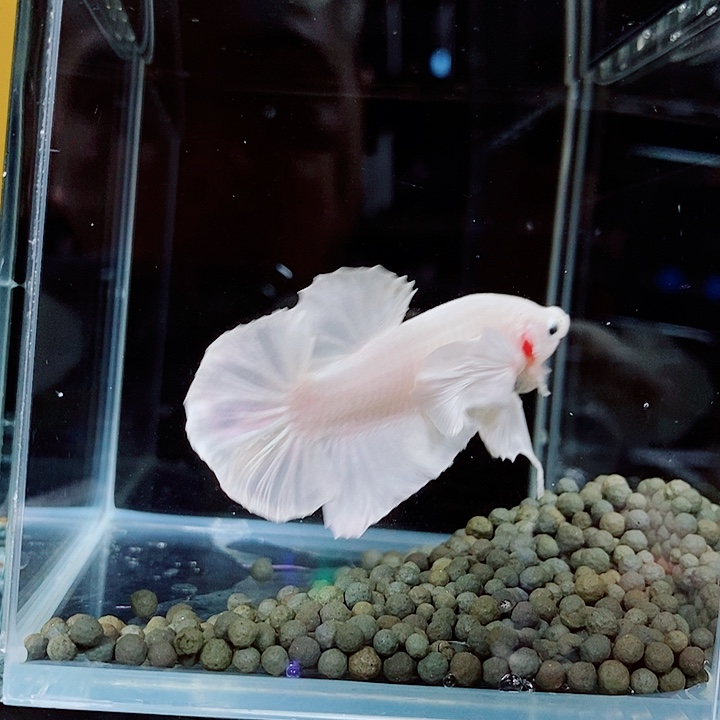 ****牪斗鱼黑207号巨斗将军