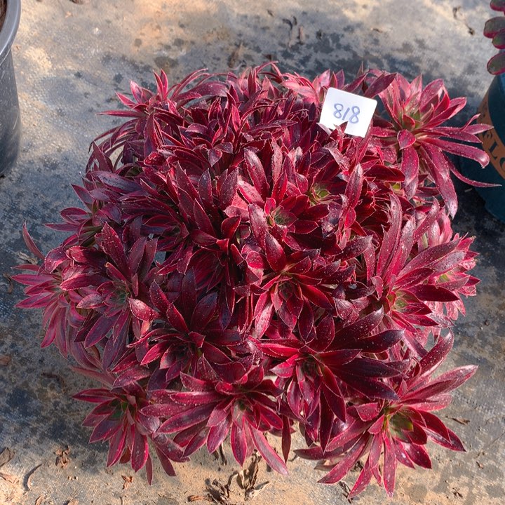 818惊鸿仙子精品捧花朵朵