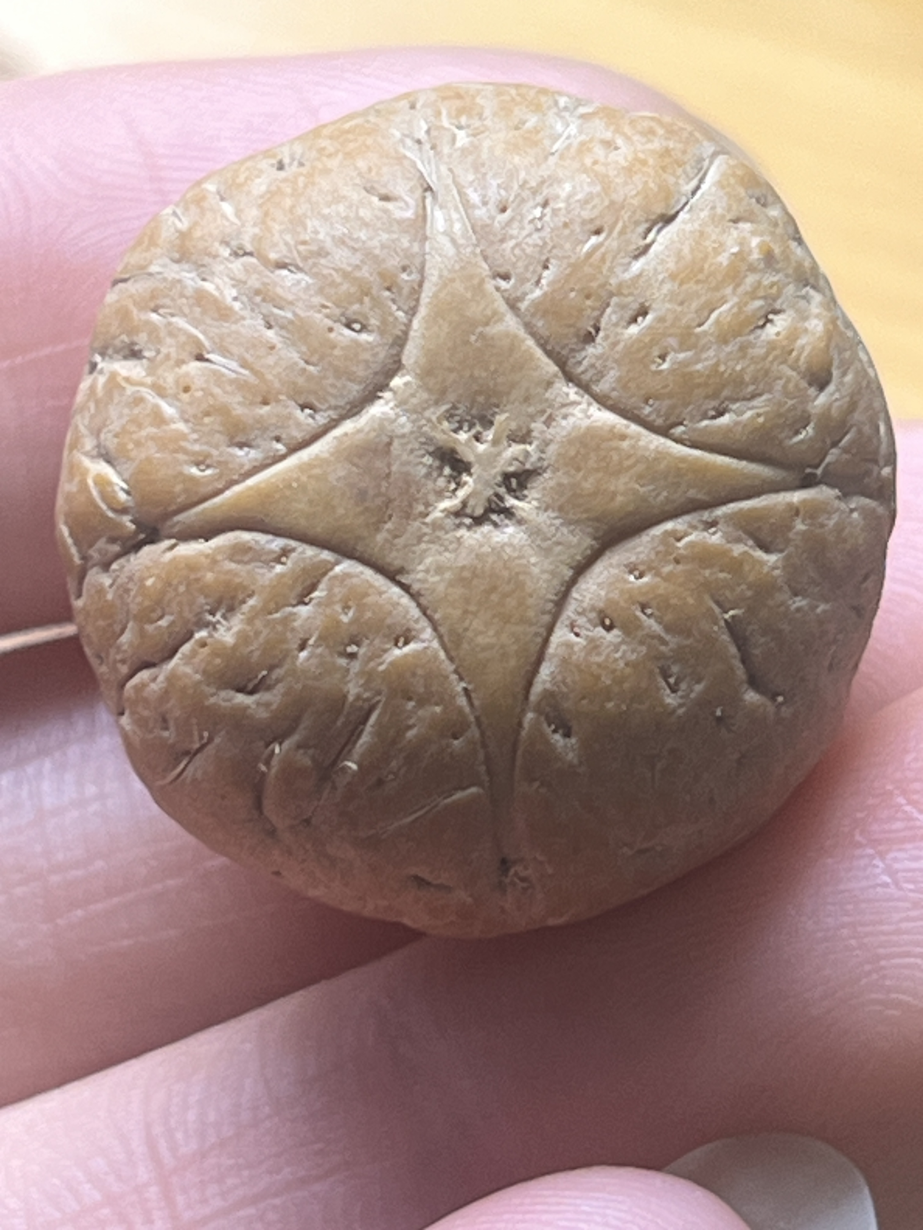 尼泊尔麒麟眼 四星 正圆特厚 尺寸23×22mm，厚度16.6mm
