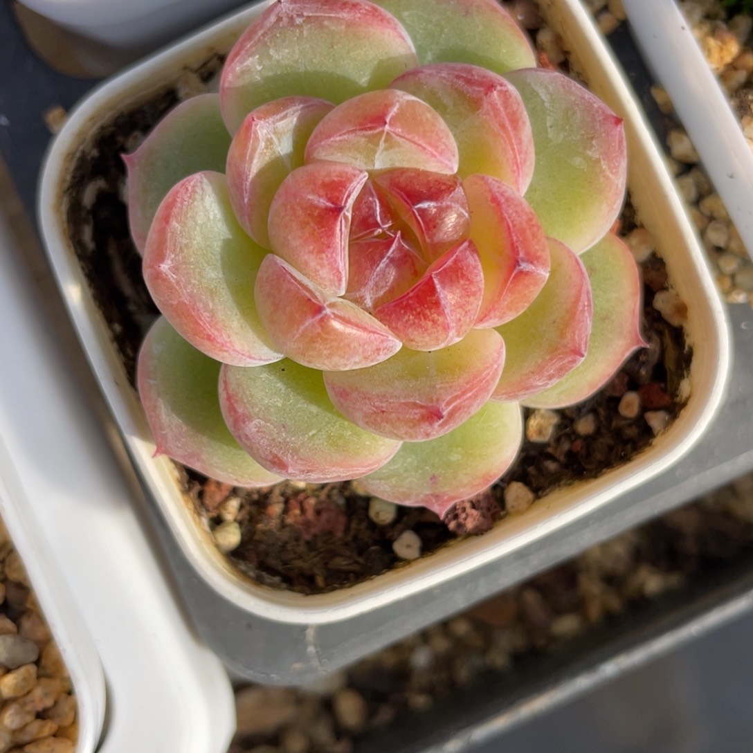 Z1283钻石珍妮优选