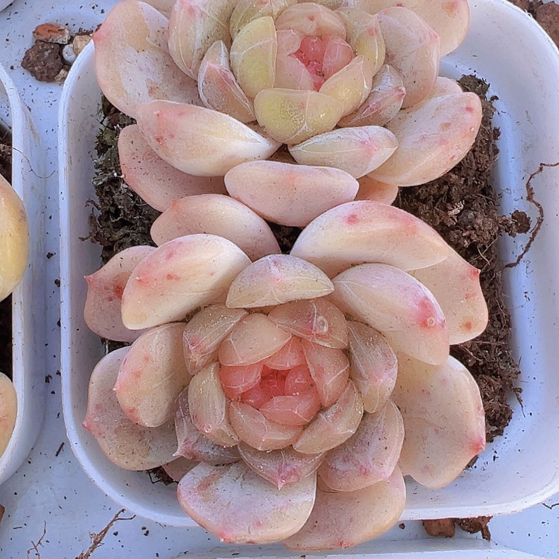 双头彩恋19包邮多肉